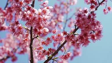 4k实拍蓝天下盛开的樱花空镜视频的预览图
